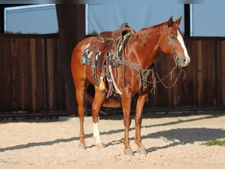 American Quarter Horse Wałach 9 lat 157 cm Ciemnokasztanowata in Lipan TX