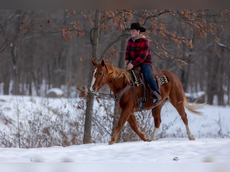 American Quarter Horse Wałach 9 lat 157 cm Cisawa in La Grange