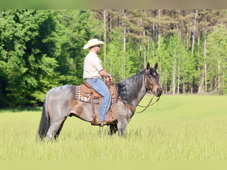 American Quarter Horse Wałach 9 lat 157 cm Gniadodereszowata in Baldwyn, MS