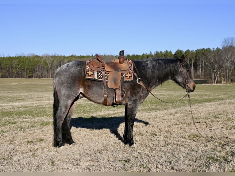 American Quarter Horse Wałach 9 lat 157 cm Gniadodereszowata in Baldwyn, MS