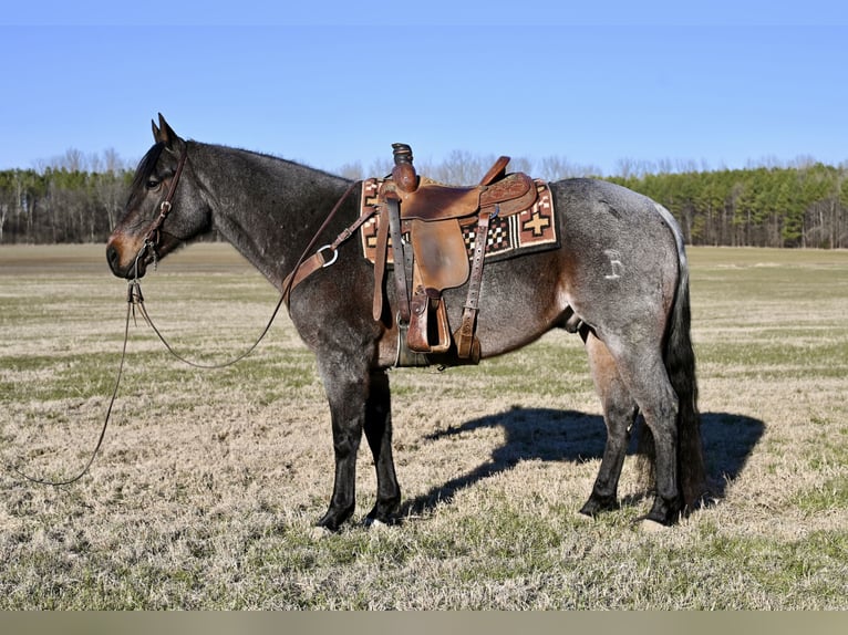 American Quarter Horse Wałach 9 lat 157 cm Gniadodereszowata in Baldwyn, MS