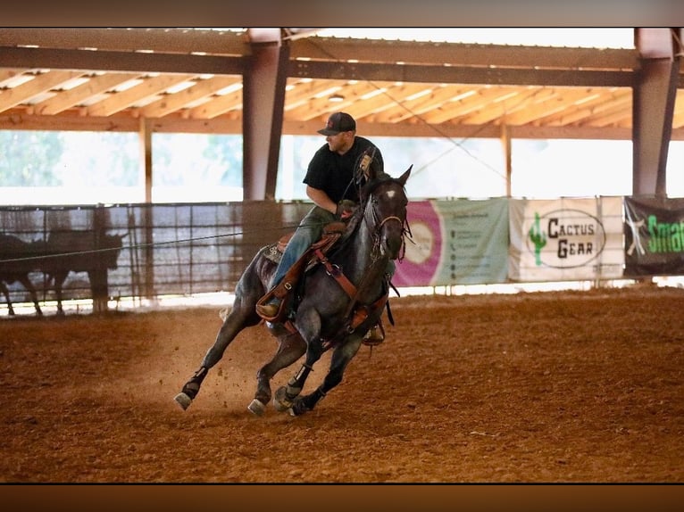 American Quarter Horse Wałach 9 lat 157 cm Gniadodereszowata in Baldwyn, MS