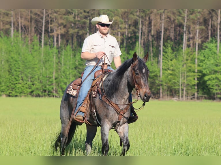 American Quarter Horse Wałach 9 lat 157 cm Gniadodereszowata in Baldwyn, MS