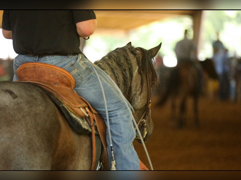 American Quarter Horse Wałach 9 lat 157 cm Gniadodereszowata in Baldwyn, MS