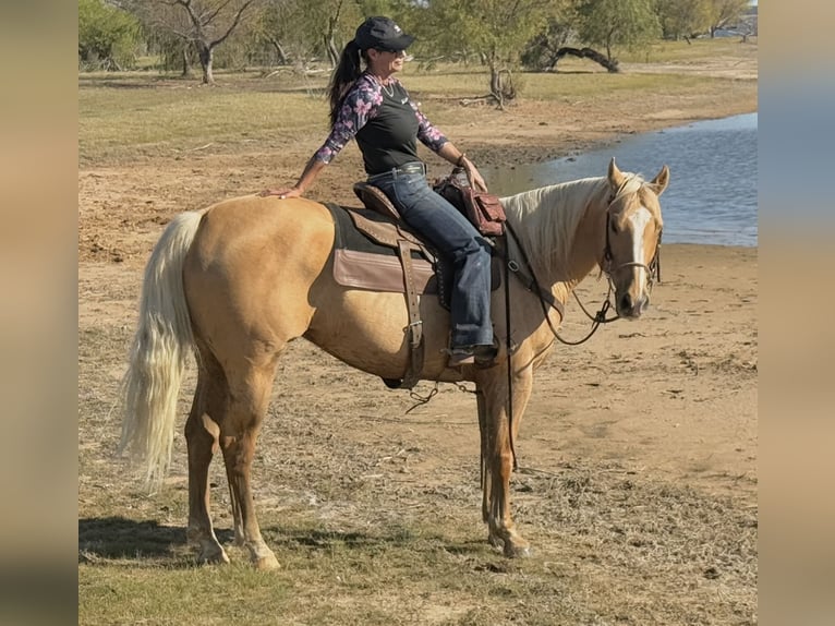 American Quarter Horse Wałach 9 lat 157 cm Izabelowata in Weatherford