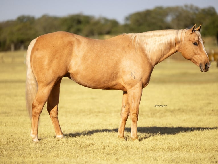 American Quarter Horse Wałach 9 lat 157 cm Izabelowata in Weatherford