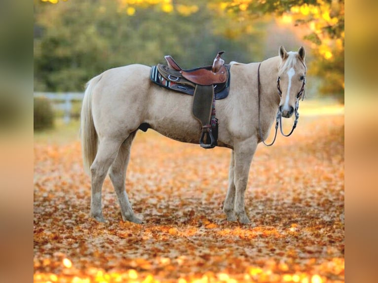 American Quarter Horse Wałach 9 lat 157 cm Izabelowata in Saint Joe