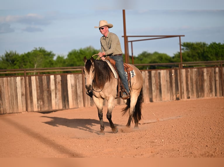 American Quarter Horse Wałach 9 lat 157 cm Jelenia in Weatherford