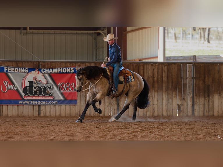American Quarter Horse Wałach 9 lat 157 cm Jelenia in Weatherford