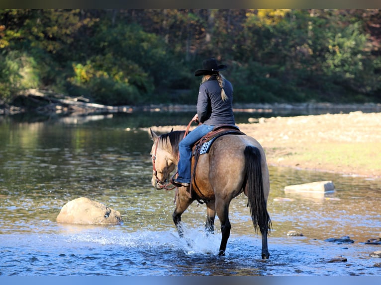 American Quarter Horse Wałach 9 lat 157 cm Jelenia in Clarion