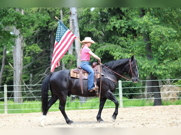 American Quarter Horse Wałach 9 lat 157 cm Kara in Clarion, PA