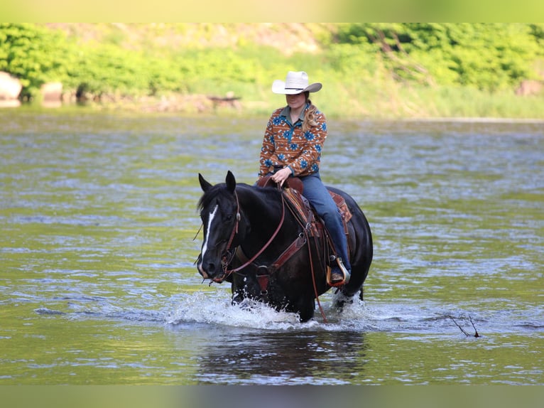 American Quarter Horse Wałach 9 lat 157 cm Kara in Clarion, PA