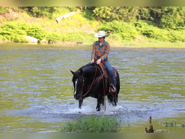American Quarter Horse Wałach 9 lat 157 cm Kara in Clarion, PA