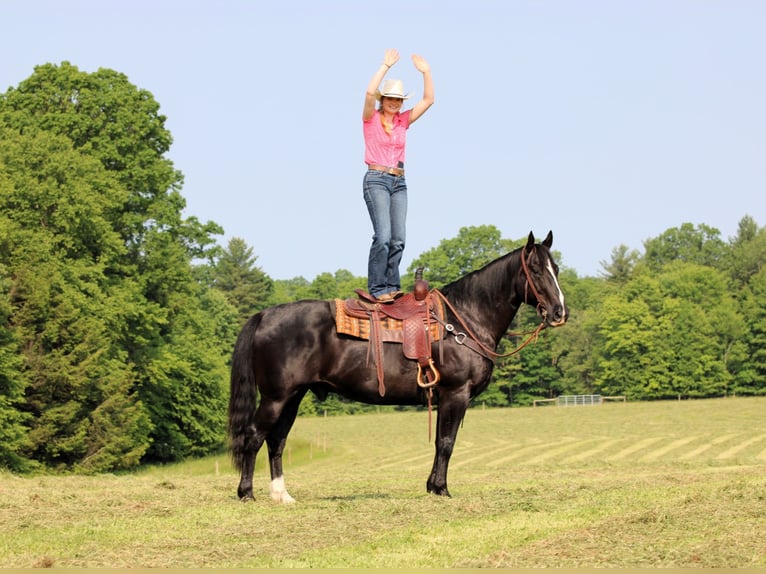 American Quarter Horse Wałach 9 lat 157 cm Kara in Clarion, PA