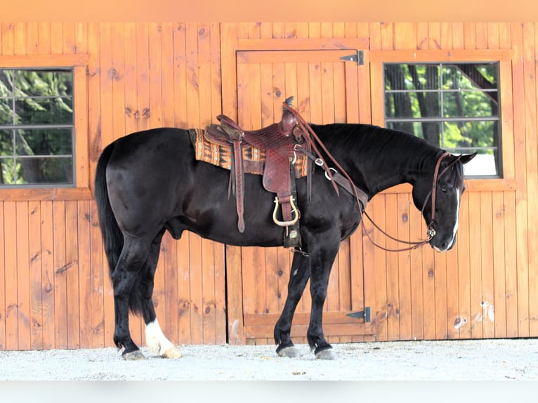 American Quarter Horse Wałach 9 lat 157 cm Kara in Clarion, PA