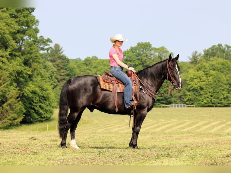 American Quarter Horse Wałach 9 lat 157 cm Kara in Clarion, PA