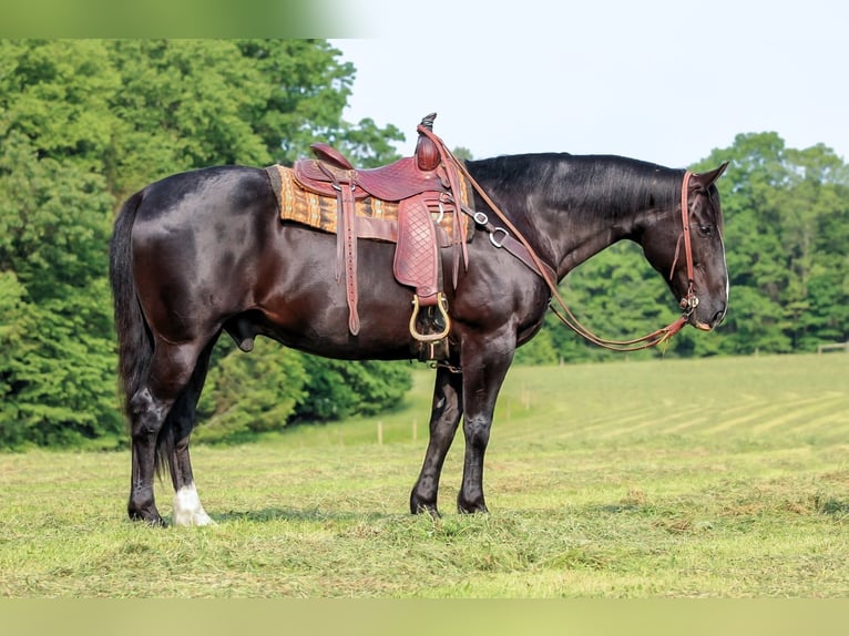 American Quarter Horse Wałach 9 lat 157 cm Kara in Clarion, PA