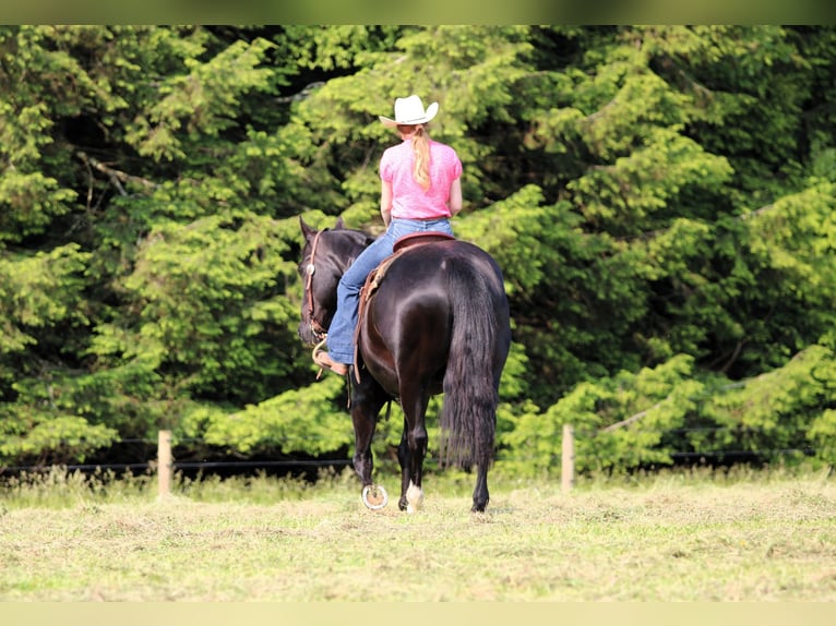 American Quarter Horse Wałach 9 lat 157 cm Kara in Clarion, PA
