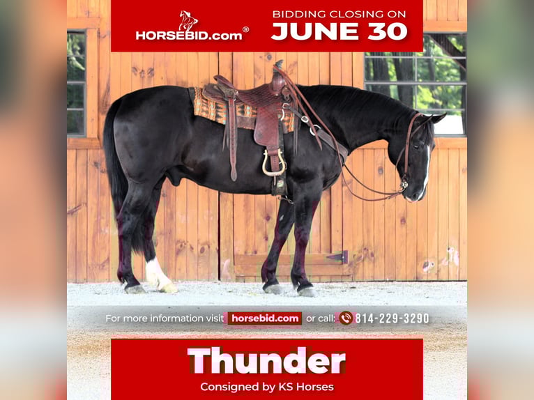 American Quarter Horse Wałach 9 lat 157 cm Kara in Clarion, PA