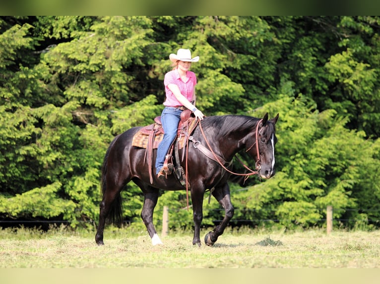 American Quarter Horse Wałach 9 lat 157 cm Kara in Clarion, PA