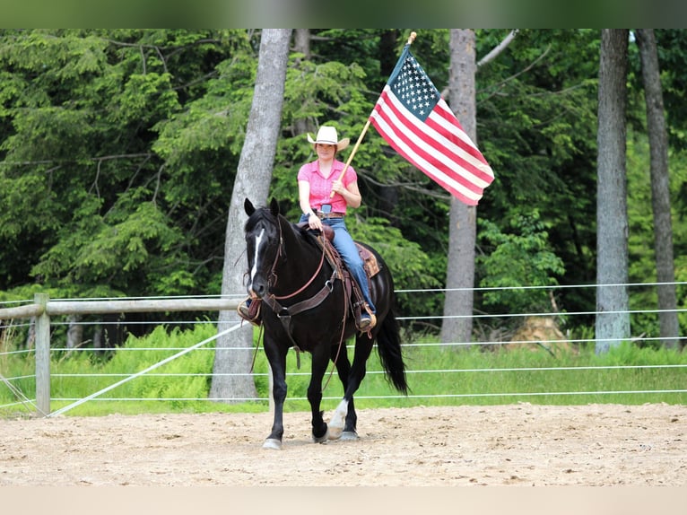 American Quarter Horse Wałach 9 lat 157 cm Kara in Clarion, PA