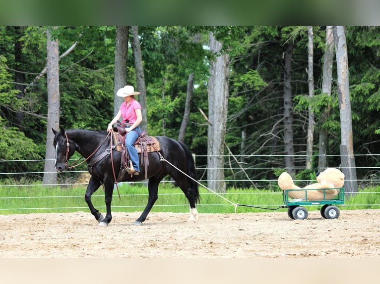 American Quarter Horse Wałach 9 lat 157 cm Kara in Clarion, PA