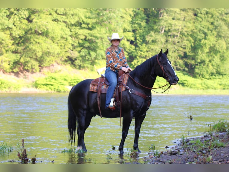 American Quarter Horse Wałach 9 lat 157 cm Kara in Clarion, PA