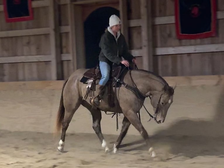 American Quarter Horse Wałach 9 lat 157 cm Szampańska in Middleboro