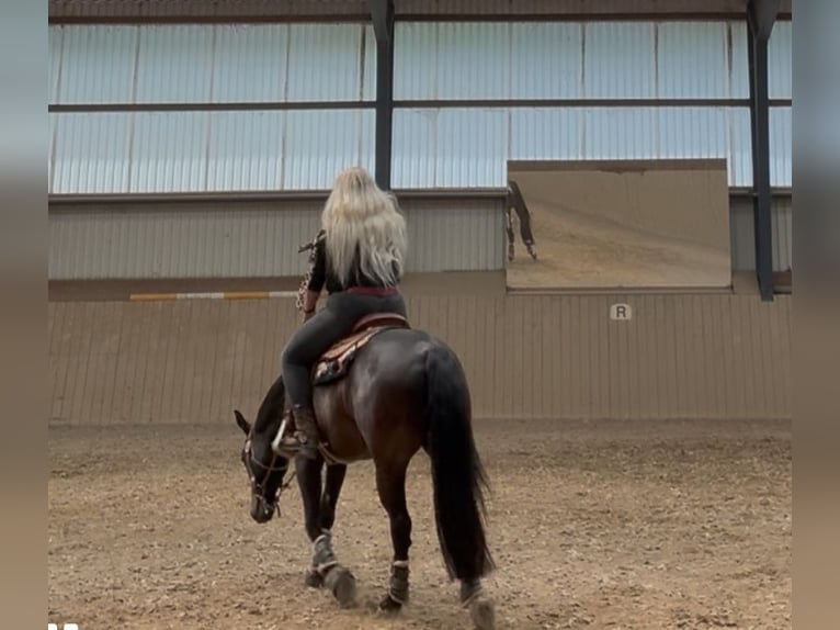 American Quarter Horse Wałach 9 lat 158 cm Gniada in Pap