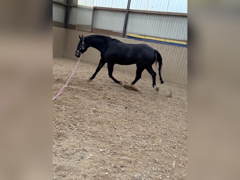 American Quarter Horse Wałach 9 lat 158 cm Gniada in Pap