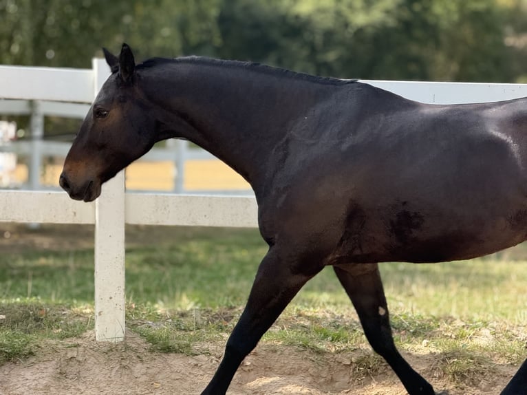 American Quarter Horse Wałach 9 lat 158 cm Gniada in Pap