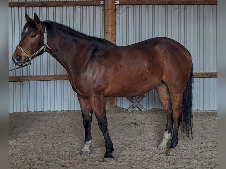 American Quarter Horse Wałach 9 lat 159 cm Gniada in Beutelsbach