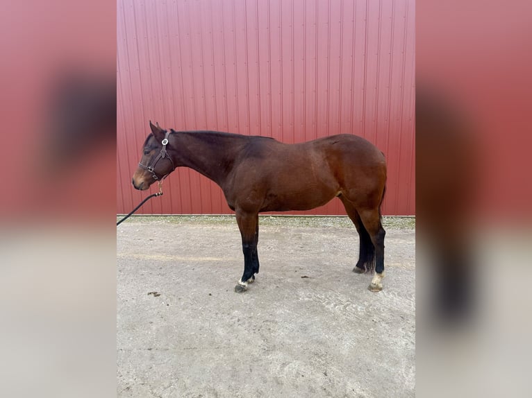 American Quarter Horse Wałach 9 lat 160 cm Gniada in Danville