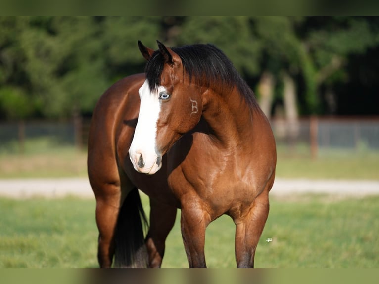 American Quarter Horse Wałach 9 lat 160 cm Gniada in Weatherford, TX