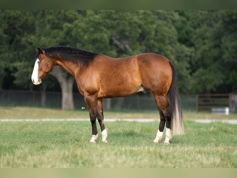 American Quarter Horse Wałach 9 lat 160 cm Gniada in Weatherford, TX
