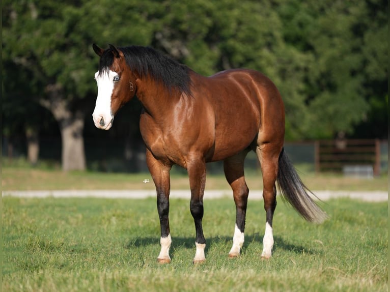 American Quarter Horse Wałach 9 lat 160 cm Gniada in Weatherford, TX