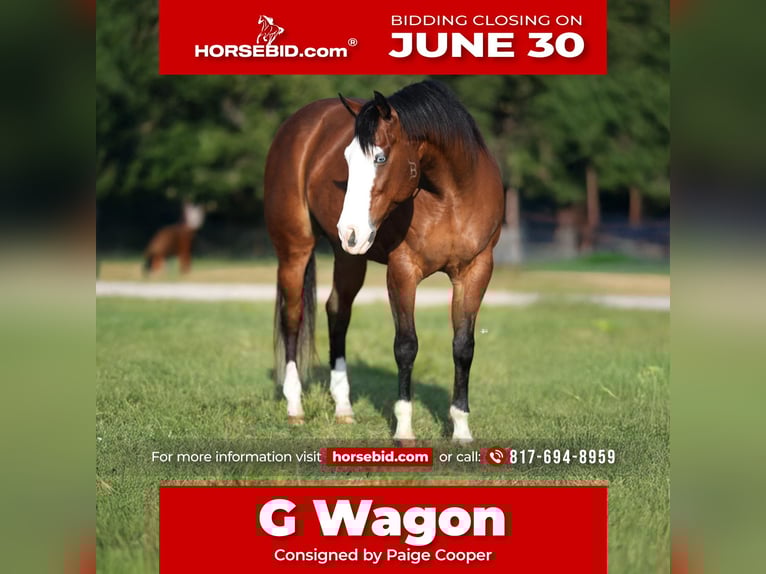 American Quarter Horse Wałach 9 lat 160 cm Gniada in Weatherford, TX