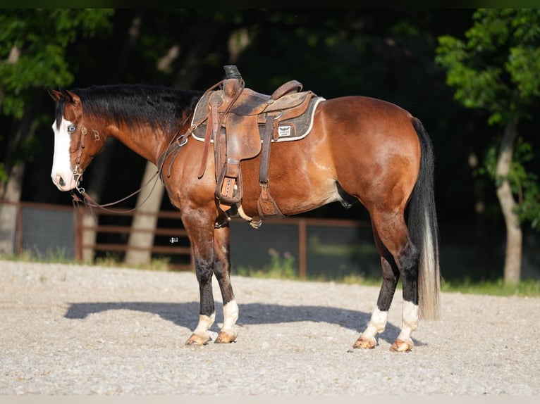 American Quarter Horse Wałach 9 lat 160 cm Gniada in Weatherford, TX