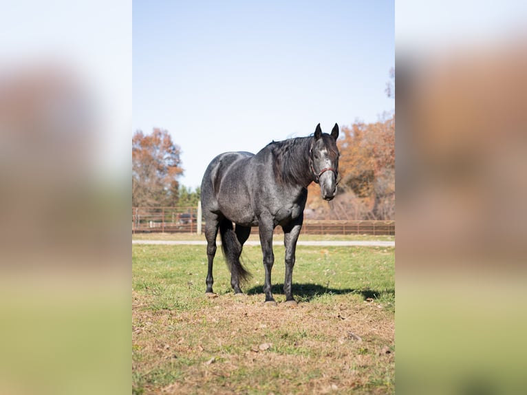 American Quarter Horse Wałach 9 lat 160 cm Karodereszowata in North Judson