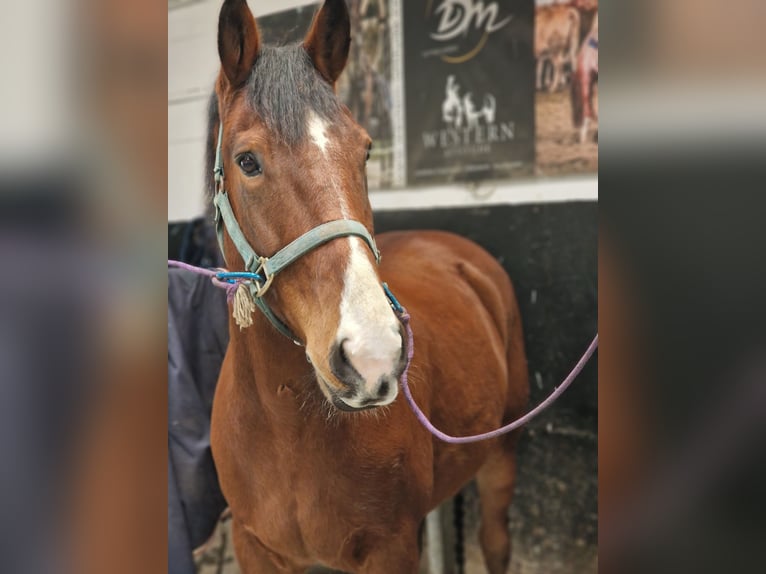 American Quarter Horse Wałach 9 lat 161 cm Gniada in Titisee-Neustadt
