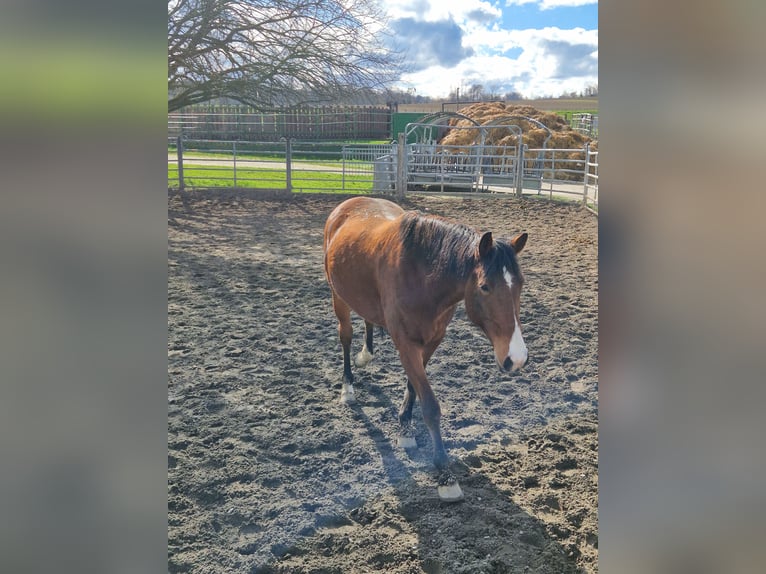 American Quarter Horse Wałach 9 lat 161 cm Gniada in Titisee-Neustadt