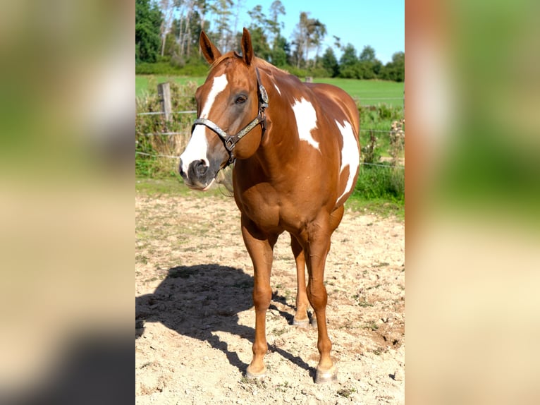 American Quarter Horse Wałach 9 lat 161 cm Overo wszelkich maści in Langenzenn