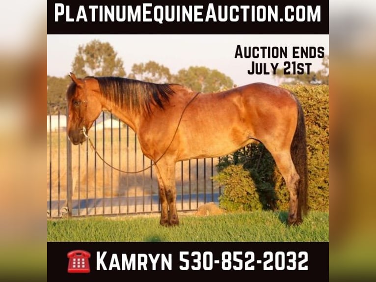 American Quarter Horse Wałach 9 lat 163 cm Gniadodereszowata in Pleasant Grove CA