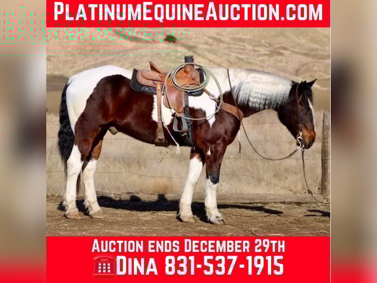 American Quarter Horse Wałach 9 lat 163 cm Tobiano wszelkich maści in Paicines CA