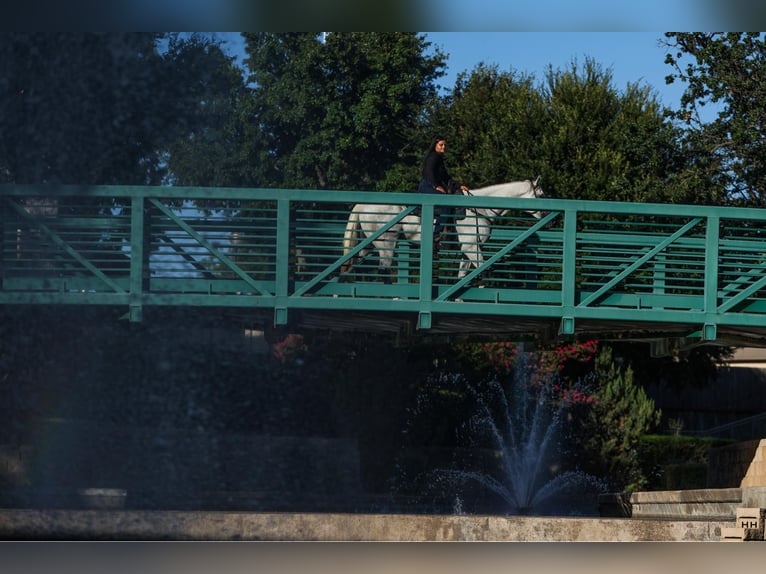 American Quarter Horse Wałach 9 lat 168 cm Siwa in Granbury TX