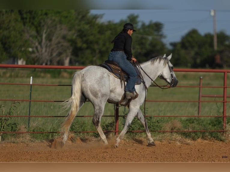 American Quarter Horse Wałach 9 lat 168 cm Siwa in Granbury TX