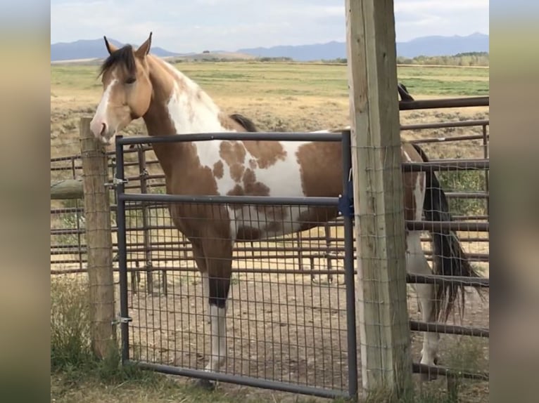 American Quarter Horse Wałach 9 lat 60 cm Gniada in Los Angeles