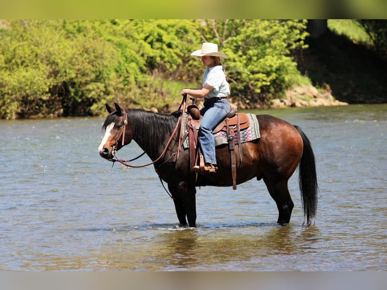 American Quarter Horse Wałach 9 lat Ciemnogniada in Clarion, PA