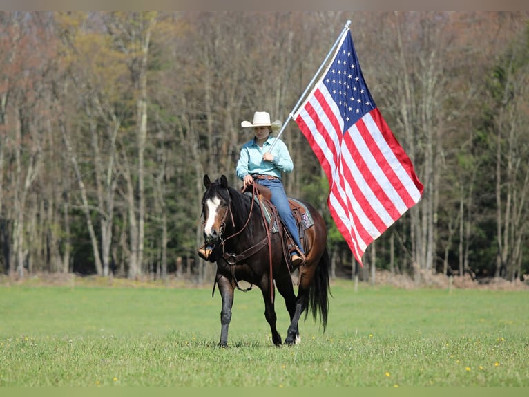 American Quarter Horse Wałach 9 lat Ciemnogniada in Clarion, PA