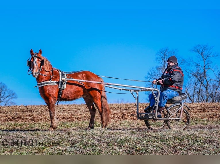 American Quarter Horse Wałach 9 lat Ciemnokasztanowata in flemingsburg Ky